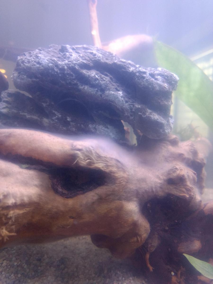 17509_5ce394820f8f2.jpg 900X1200 px