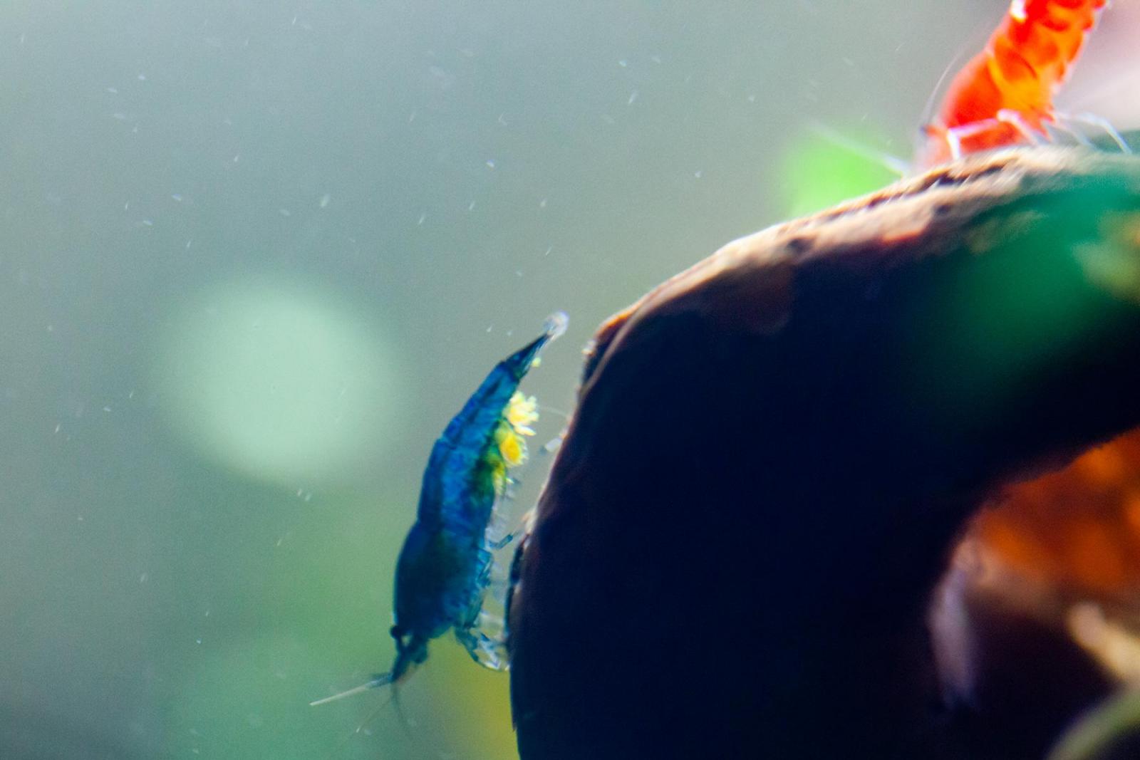 18663_5d4ed3a505566.jpg 1600X1067 px