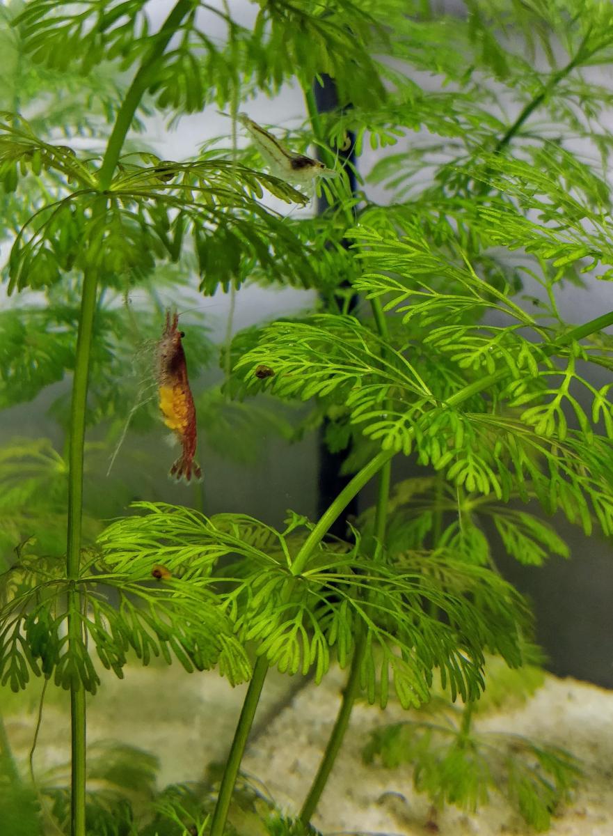 19683_5e75179ab4456.jpg 881X1200 px