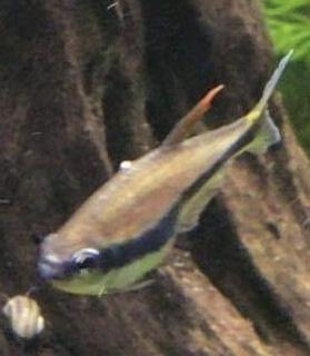 19827_601fce669b8e9.jpg 279X320 px