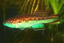 20413_5f717ffb1ee62.jpg 256X171 px