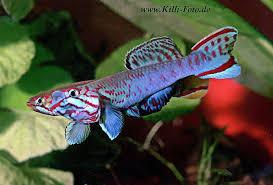 20413_5f72db7af2ca9.jpg 273X185 px