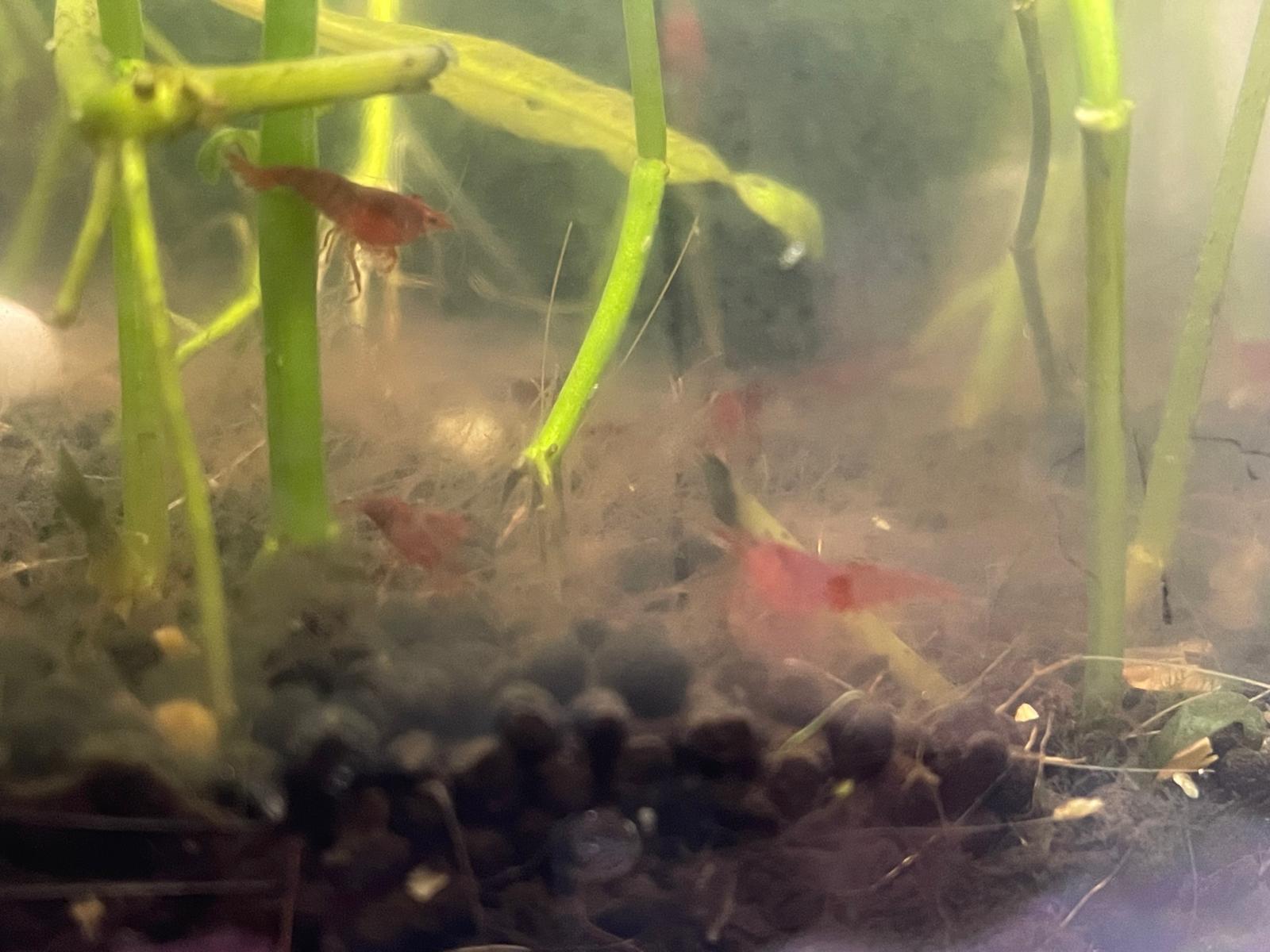 22331_68b9c352ce243.jpg 1600X1200 px