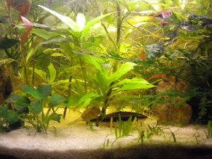 3049_4c892f5e2ab70.jpg 300X225 px