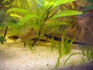 3049_4c892f88ec542.jpg 300X225 px