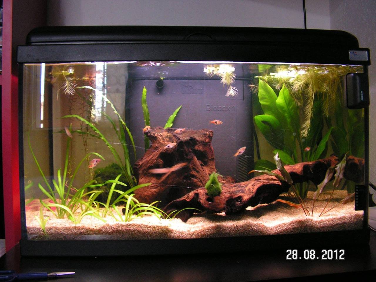 Combien De Poisson Dans Un Aquarium 60l Idée poissons pour 60L + rasboras heteromorpha : forum aquarium