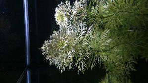 11458_5751ca2eacc1b.jpg 675X1200 px