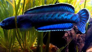 11597_57e4408cb3f8b.jpg 1280X720 px