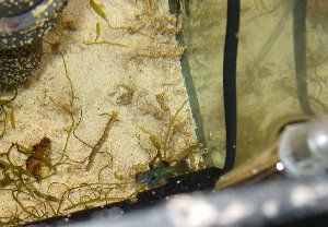 1253_49183cf9c09e9.jpg 300X208 px