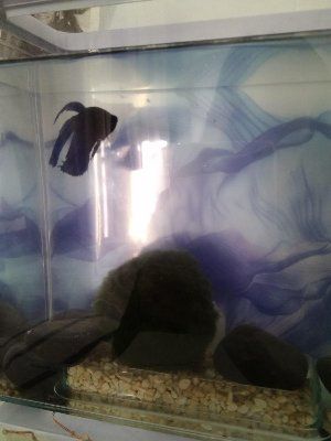 12578_58abf76580607.jpg 900X1200 px