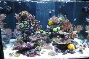 1337_4c0d57b54a5d6.jpg 300X199 px