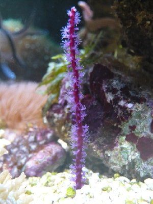 1337_4c69955840f8b.jpg 300X400 px