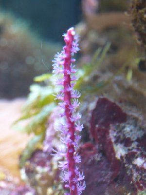 1337_4c699594530a0.jpg 300X400 px