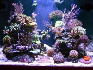 1337_50da126b7120c.jpg 300X225 px