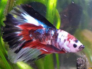 13479_5954fd71b6b0c.jpg 1600X1192 px