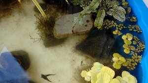 13640_597f751ecd39f.jpg 1600X902 px