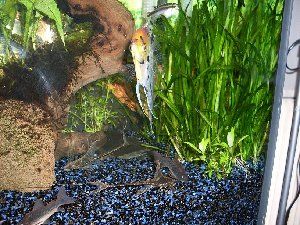 1384_49346eb6971b6.jpg 300X225 px