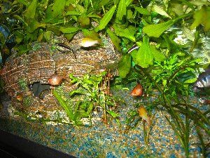 1384_4935aee637be1.jpg 300X225 px