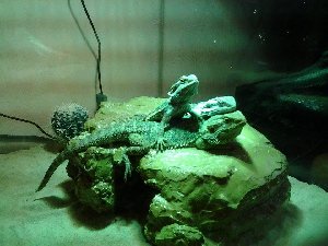 13963_59b7ec247d44b.jpg 960X720 px