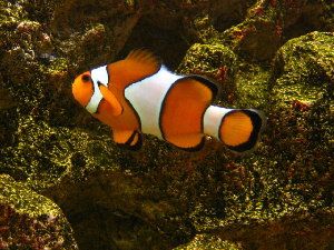 1406_4979cd241e67b.jpg 300X225 px