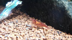 14197_5a63255b7bfbb.jpg 1600X900 px