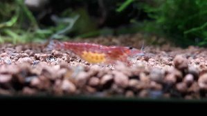 14197_5a6455cd1f246.jpg 1600X900 px
