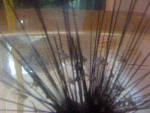 1434_4b8acabc200db.jpg 1280X960 px