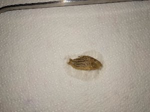 14529_5be5e575ac536.jpg 1600X1200 px
