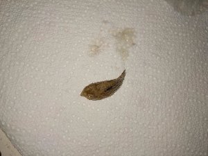 14529_5be5e86c1191a.jpg 1600X1200 px