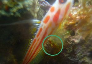 1454_495d255f7ef49.jpg 300X209 px