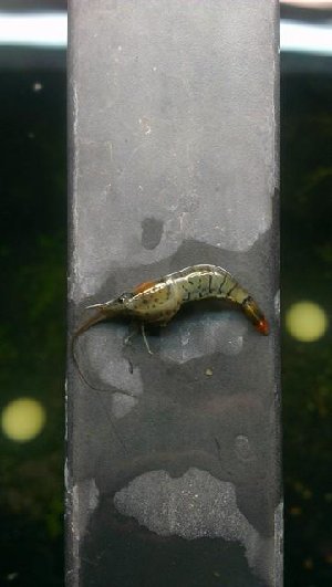 14620_5a77635670ddb.jpg 361X640 px