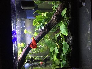 15037_5b433e03a65bd.jpg 1600X1200 px
