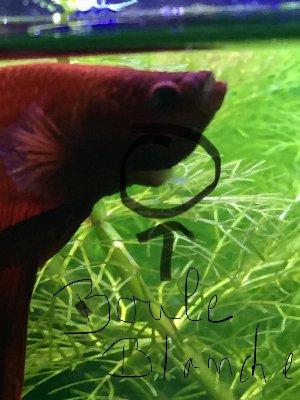 15037_5bc0ecf09cfdd.jpg 900X1200 px