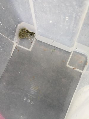 15122_5e6610eecd333.jpg 900X1200 px