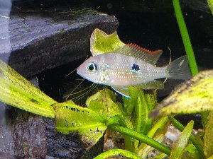 15164_5a9336426ec1c.jpg 1600X1200 px