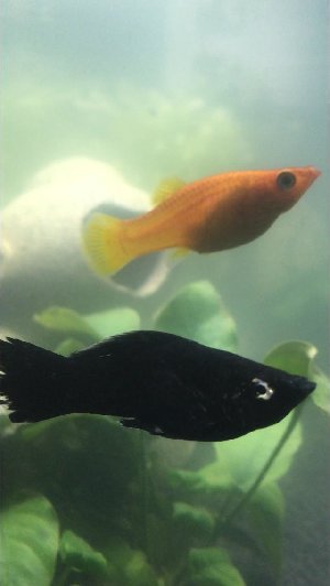 15185_5aaab30a8ce05.jpg 640X1136 px