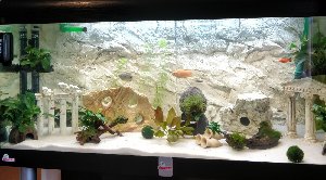 15247_5ac142e166c1b.jpg 1600X886 px