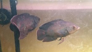 15257_5ae443eda84ff.jpg 1600X900 px