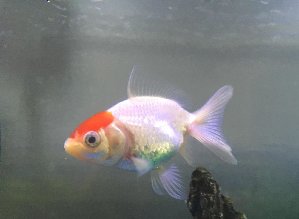 15259_5aa0215dd8fb8.jpg 1600X1171 px