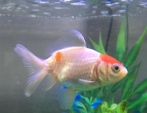 15259_5aa021e35b3de.jpg 1557X1200 px