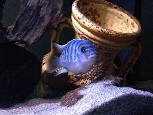 15347_5ab2bb2e9f0cd.jpg 960X720 px