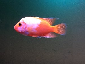 15347_5ab2bb4ee30df.jpg 960X720 px