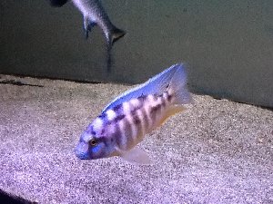 15347_5ab2bb67f375e.jpg 960X720 px