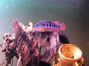 15347_5ab2bb77f1fe6.jpg 960X720 px