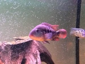 15347_5ab2bc56f20cf.jpg 960X720 px