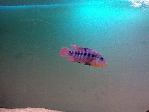 15347_5ab2bc6aad764.jpg 960X720 px