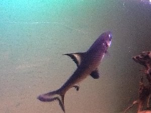 15347_5ab2df2ac4771.jpg 960X720 px