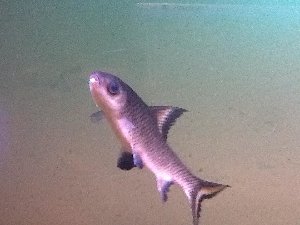 15347_5ab2df57c2c30.jpg 960X720 px