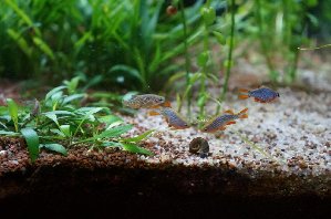 15365_5ac51836ed98f.jpg 1600X1061 px