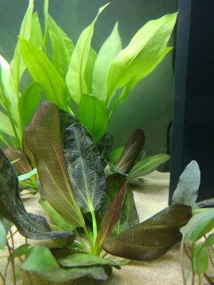 15450_5ae4d366b5012.jpg 900X1200 px